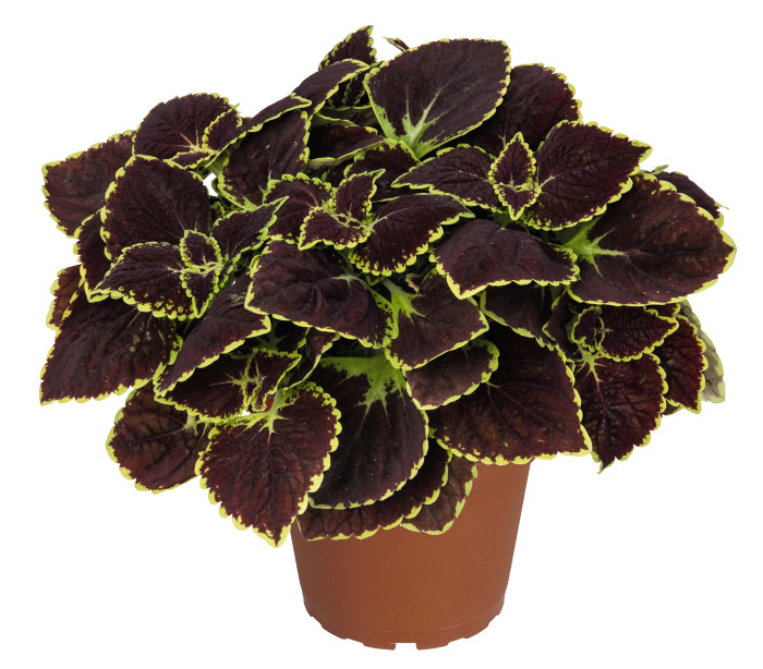 Palettblad Coleus